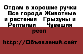 Отдам в хорошие ручки - Все города Животные и растения » Грызуны и Рептилии   . Чувашия респ.